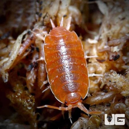 Porcellionides Pruinosus Powder Orange Isopods For Sale - Underground Reptiles