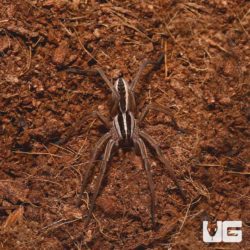 Rabidosa Rabida Rabid Wolf Spiders For Sale - Underground Reptiles