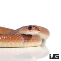 Red Beaked Snake For Sale - Underground Reptiles