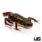 Red Running Frog For Sale - Underground Reptiles
