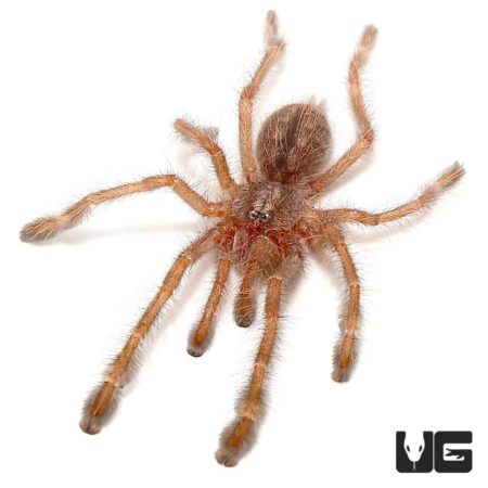 Redslate Ornamental Tarantula (Poecilotheria rufilata) For Sale - Underground Reptiles