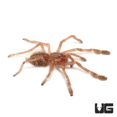 Redslate Ornamental Tarantula (Poecilotheria rufilata) For Sale - Underground Reptiles