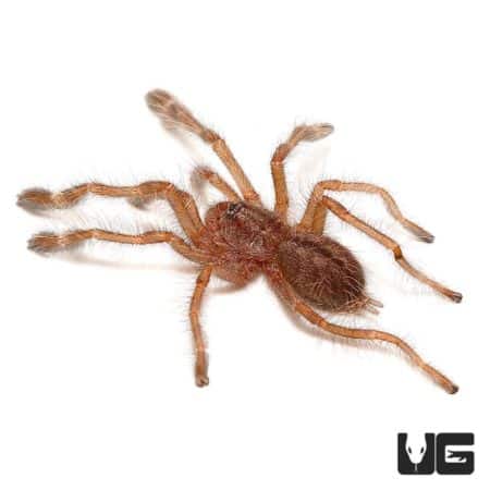 Redslate Ornamental Tarantula (Poecilotheria rufilata) For Sale - Underground Reptiles