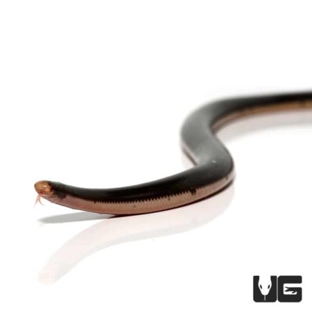 Reticulated Worm Snake for sale - Underground Reptiles