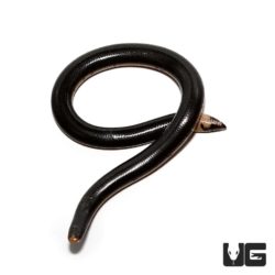 Reticulated Worm Snake for sale - Underground Reptiles