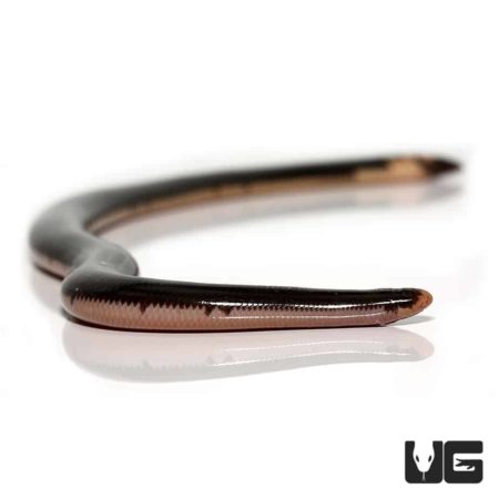 Reticulated Worm Snake for sale - Underground Reptiles