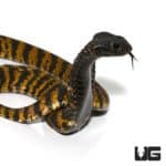 Rinkhal's Spitting Cobra For Sale - Underground Reptiles