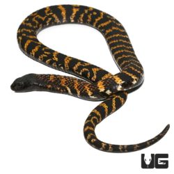 Rinkhal's Spitting Cobra For Sale - Underground Reptiles