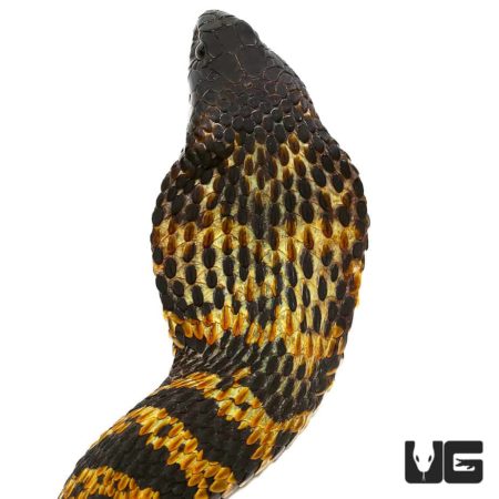 Rinkhal's Spitting Cobra For Sale - Underground Reptiles