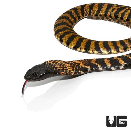 Rinkhal's Spitting Cobra For Sale - Underground Reptiles