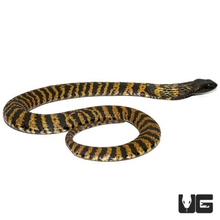 Rinkhal's Spitting Cobra For Sale - Underground Reptiles