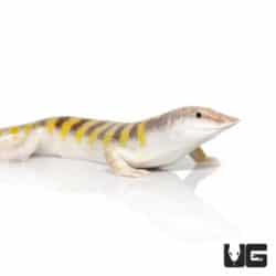 Sand Fish Skink For Sale - Underground Reptiles