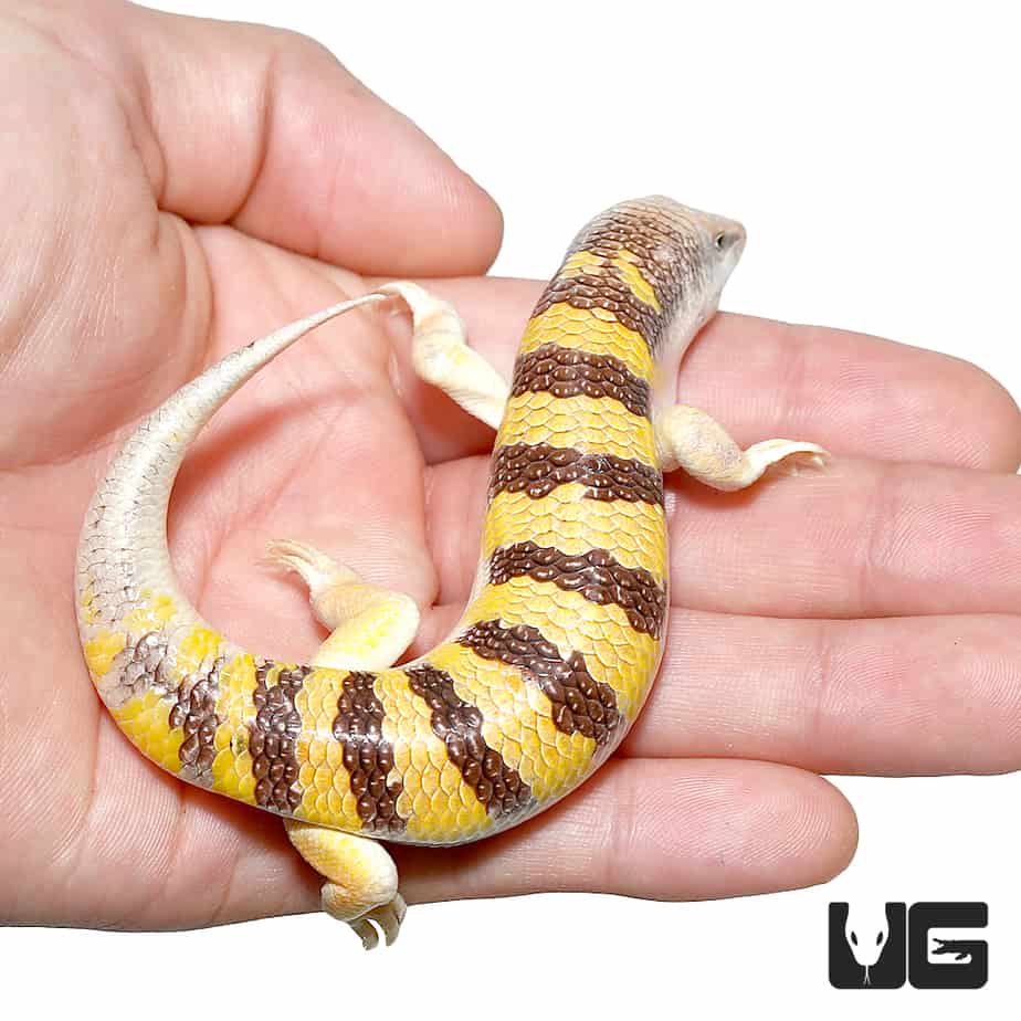 Sand Fish Skinks (Scincus scincus) For Sale Underground Reptiles