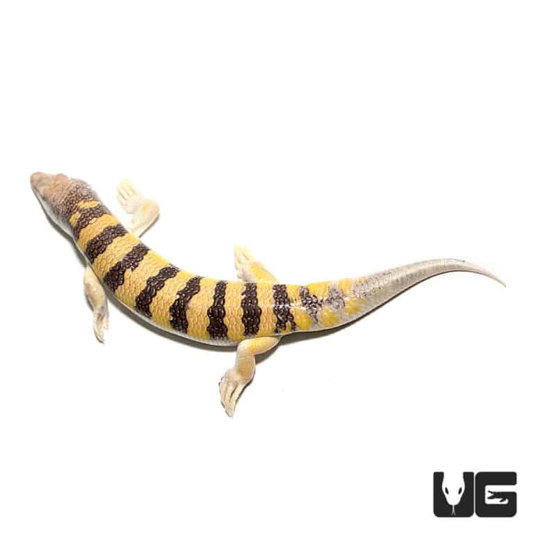 Sand Fish Skinks (Scincus scincus) For Sale Underground Reptiles
