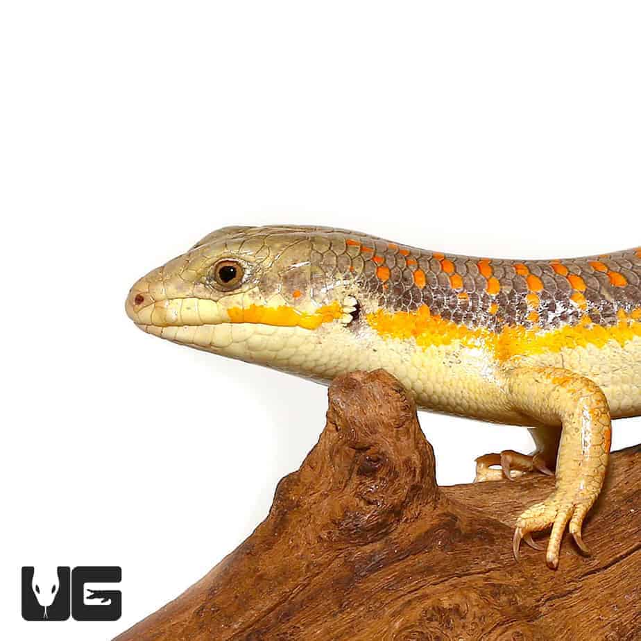 Schneider's Skinks (Eumeces schneideri) For Sale Underground Reptiles