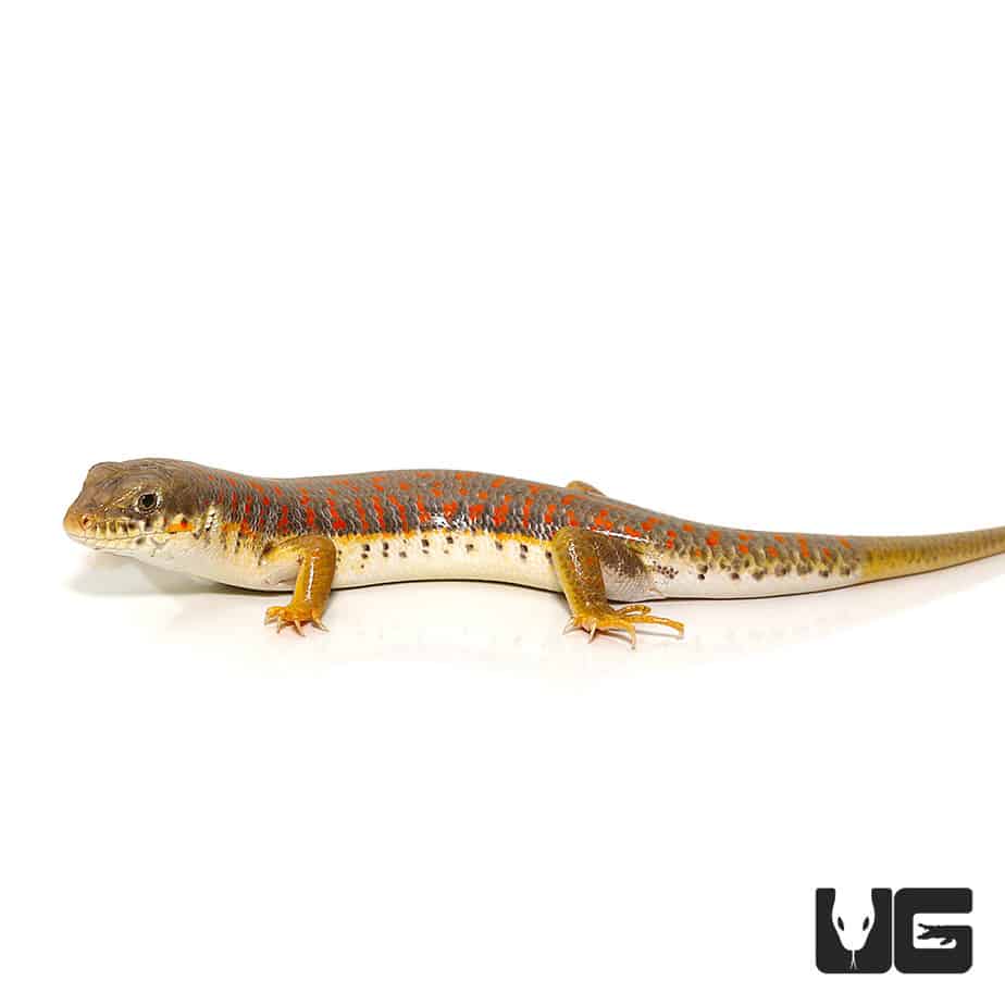 Schneider's Skinks (Eumeces schneideri) For Sale Underground Reptiles
