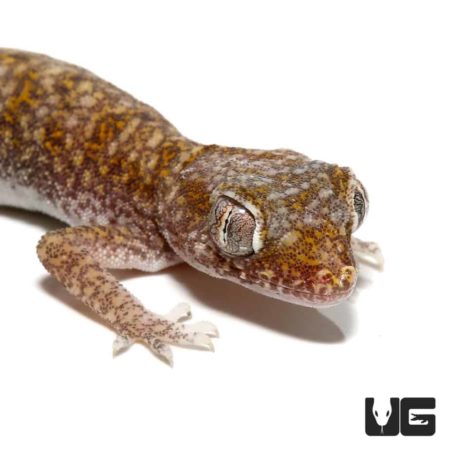 Other Geckos For Sale - Underground Reptiles