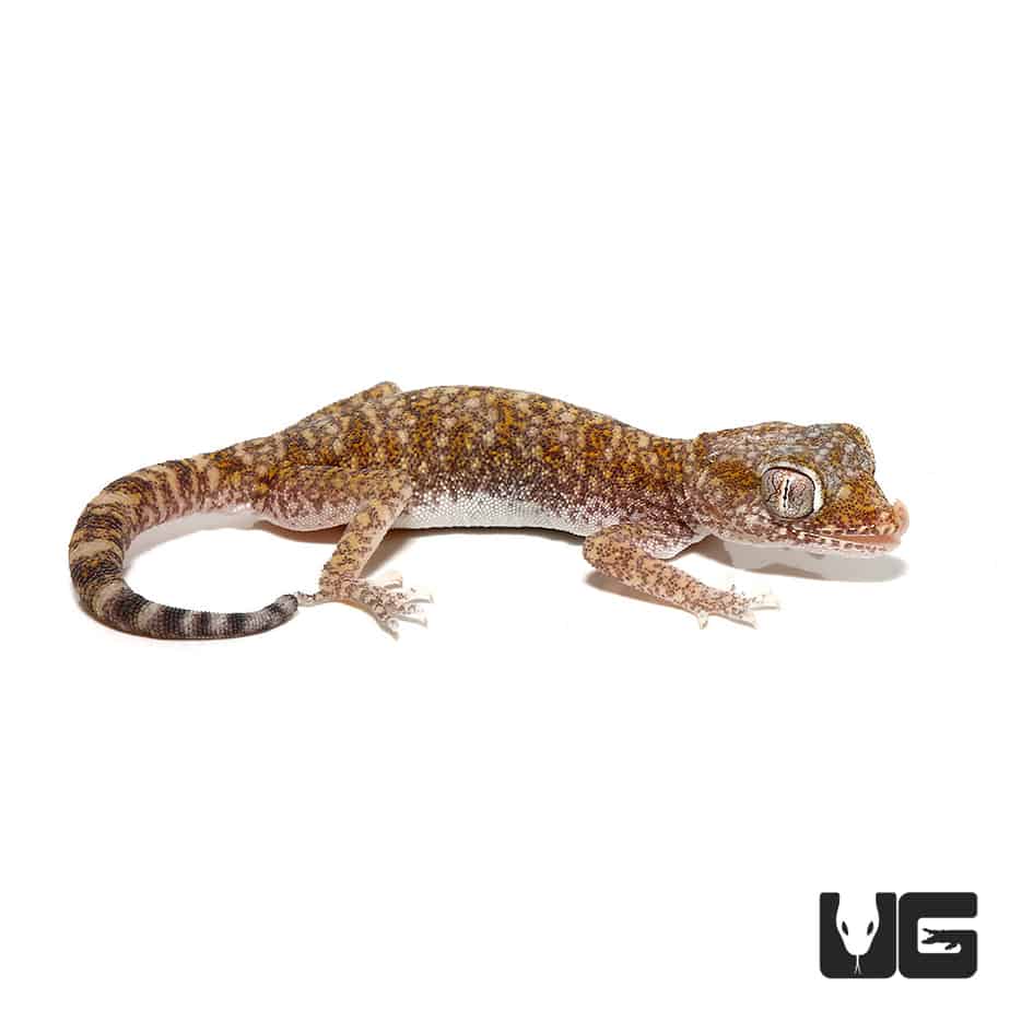 dune gecko care sheet