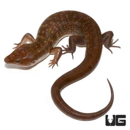 Solomon Island Ground Skinks For Sale - Underground Reptiles