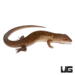 Solomon Island Ground Skinks For Sale - Underground Reptiles