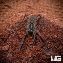 Swamp Wolf Spiders for sale - Underground Reptiles