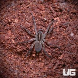 Swamp Wolf Spiders for sale - Underground Reptiles