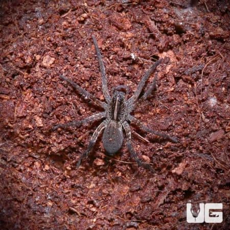 Swamp Wolf Spiders for sale - Underground Reptiles