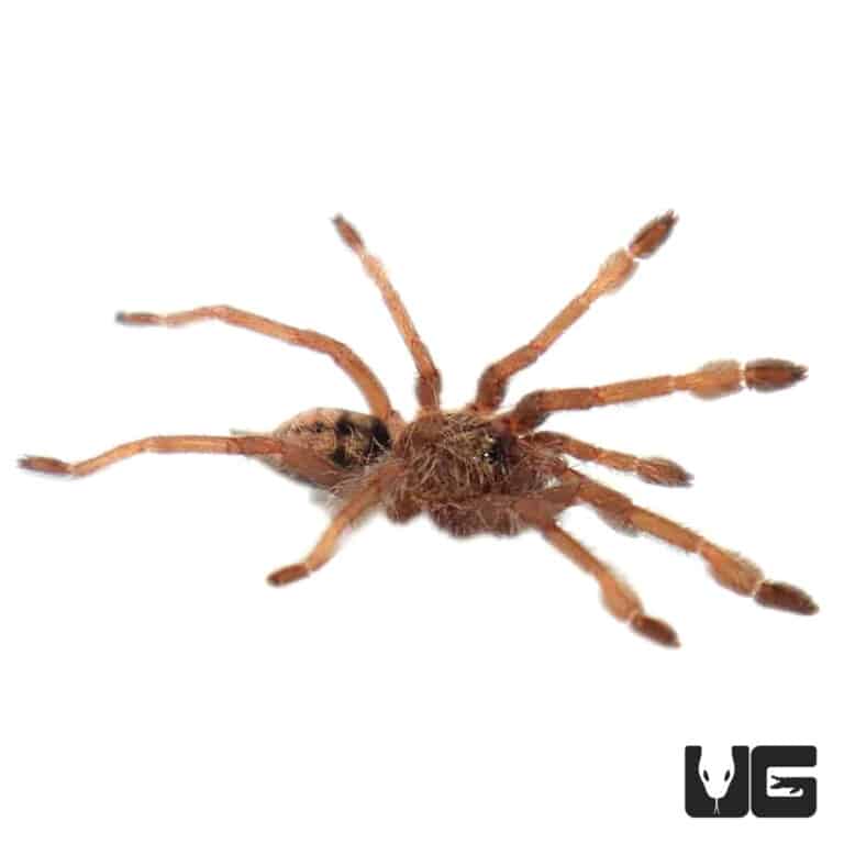 Trinidad Chevron Tarantula For Sale Underground Reptiles