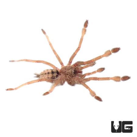 Trinidad Chevron Tarantula For Sale - Underground Reptiles