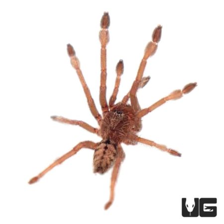 Trinidad Chevron Tarantula For Sale - Underground Reptiles