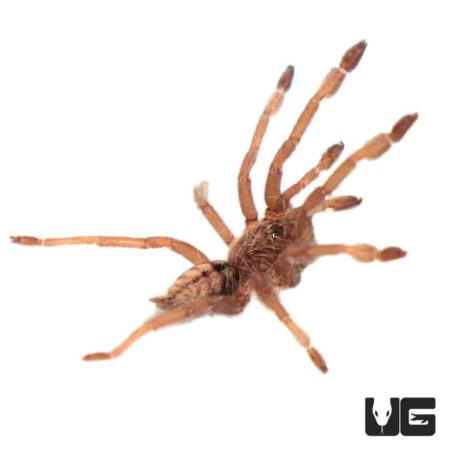 Trinidad Chevron Tarantula For Sale - Underground Reptiles