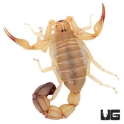 Tunisian Fat Tail Scorpion For Sale - Underground Reptiles