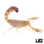 Tunisian Fat Tail Scorpion For Sale - Underground Reptiles