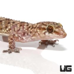 Turkish Gecko For Sale - Underground Reptiles