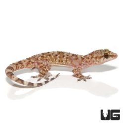Turkish Gecko For Sale - Underground Reptiles