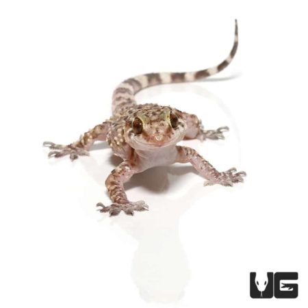 Turkish Gecko For Sale - Underground Reptiles