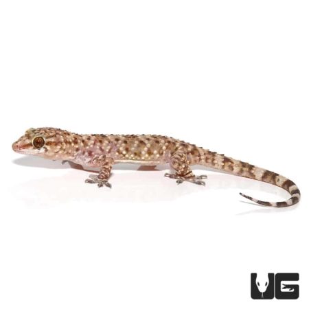 Turkish Gecko For Sale - Underground Reptiles