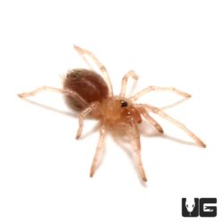 Yellow Banded Birdeater For Sale - Underground Reptiles