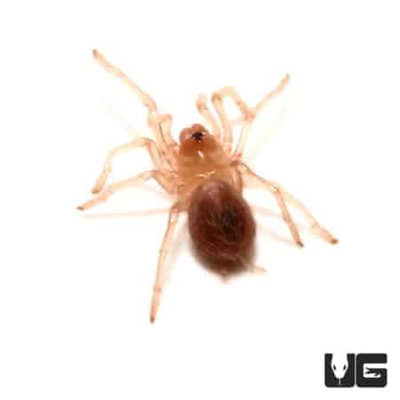 Yellow Banded Birdeater For Sale - Underground Reptiles