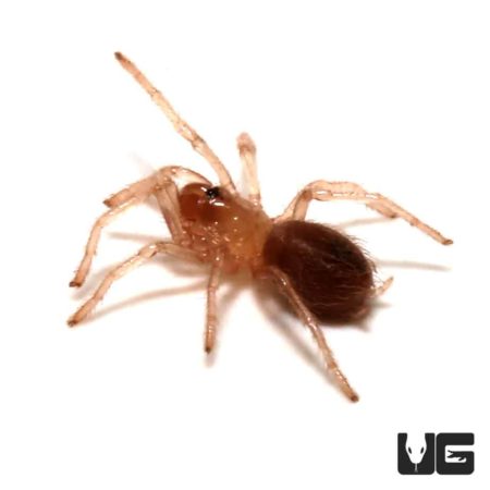 Small Yellow Banded Birdeater Tarantula, 0.25 - 0.75 inches, showcasing its distinctive coloration a.