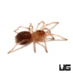Yellow Banded Birdeater For Sale - Underground Reptiles