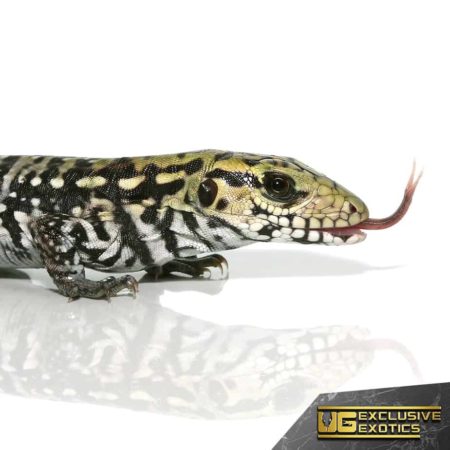 Baby Anery Super Red Tegu for Sale - Underground Reptiles