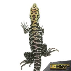 Baby Anery Super Red Tegu for Sale - Underground Reptiles