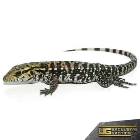 Baby Anery Super Red Tegu for Sale - Underground Reptiles