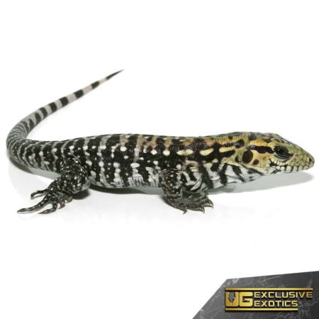 Baby Anery Super Red Tegu for Sale - Underground Reptiles