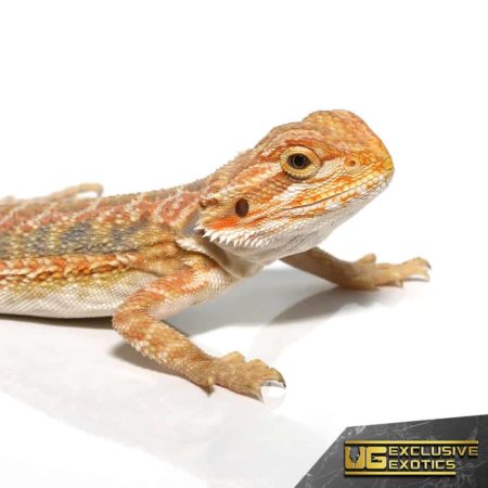 Baby Butterscotch Bearded Dragon For Sale - Underground Reptiles