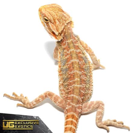 Bearded Dragons For Sale - Underground Reptiles