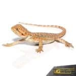 Baby Butterscotch Bearded Dragon For Sale - Underground Reptiles