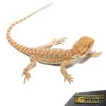Baby Butterscotch Bearded Dragon For Sale - Underground Reptiles