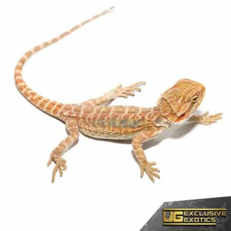 Baby Butterscotch Bearded Dragon For Sale - Underground Reptiles